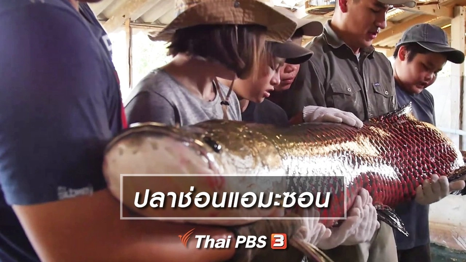 ​คิดส์เรียนรู้ : ปลาช่อนแอมะซอน