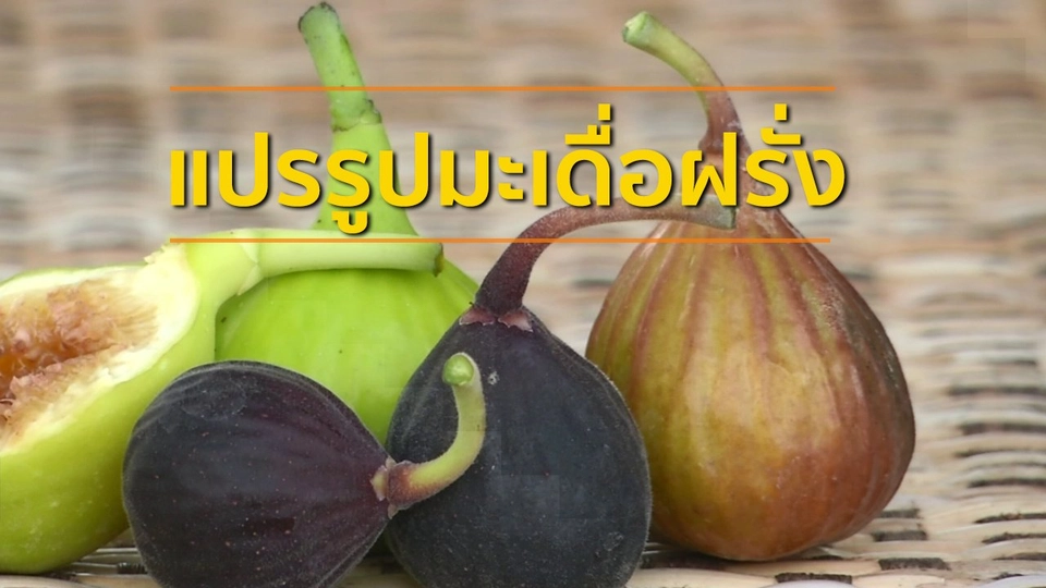 อาชีพทั่วไทย : แปรรูปมะเดื่อฝรั่งส่งขาย