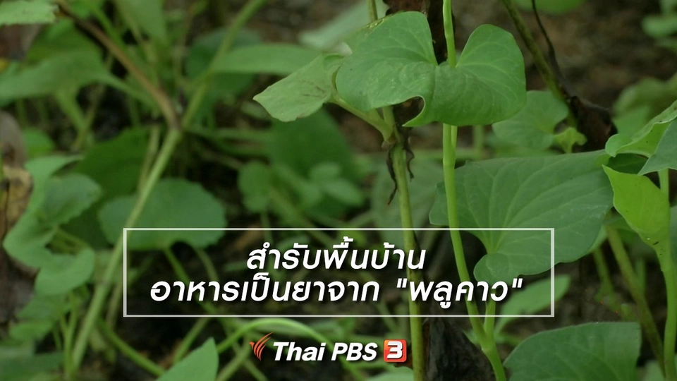 ​อิ่มมนต์รส : สำรับพื้นบ้านอาหารเป็นยาจาก "พลูคาว"