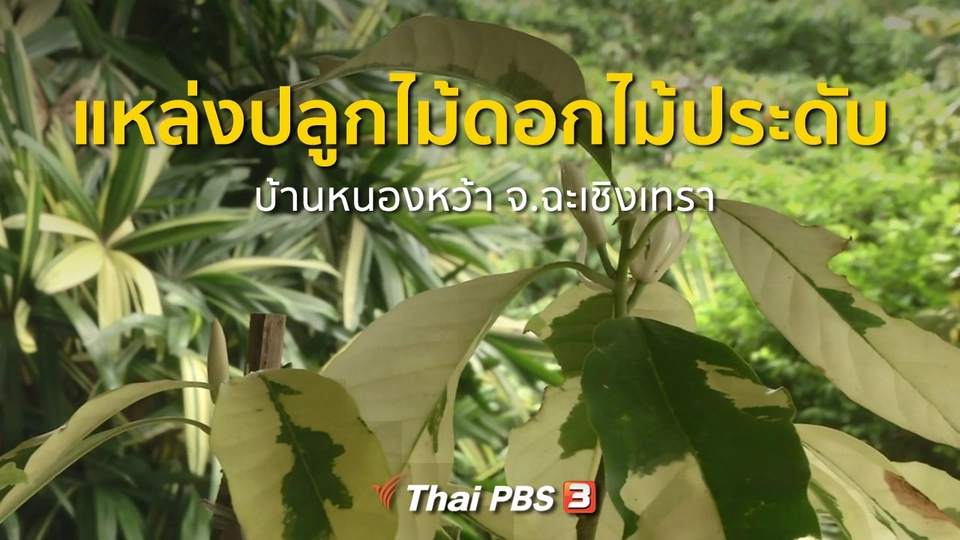 อาชีพทั่วไทย : แหล่งปลูกไม้ดอกไม้ประดับที่บ้านหนองหว้า