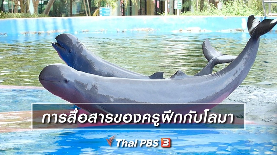 คิดส์เรียนรู้ : การสื่อสารของครูฝึกกับโลมา