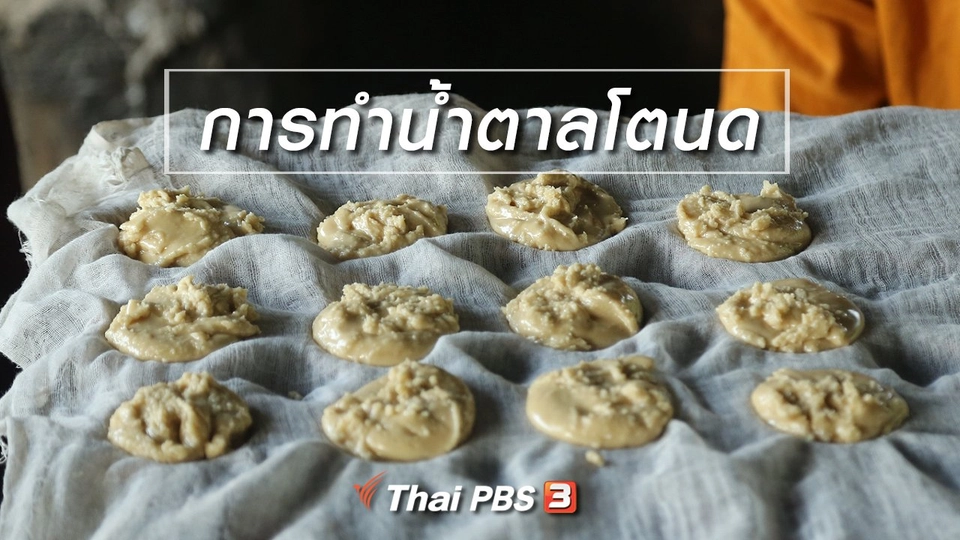 เรียนรู้วิถีไทย : การทำน้ำตาลโตนด