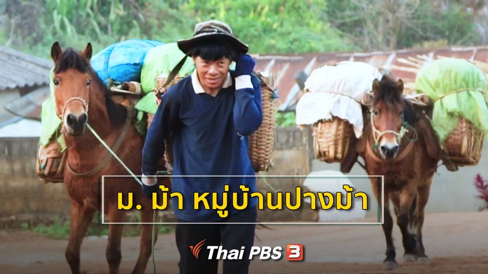 ม. ม้า หมู่บ้านปางม้า