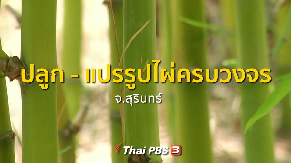 อาชีพทั่วไทย : ปลูก - แปรรูปไผ่ครบวงจร จ.สุรินทร์