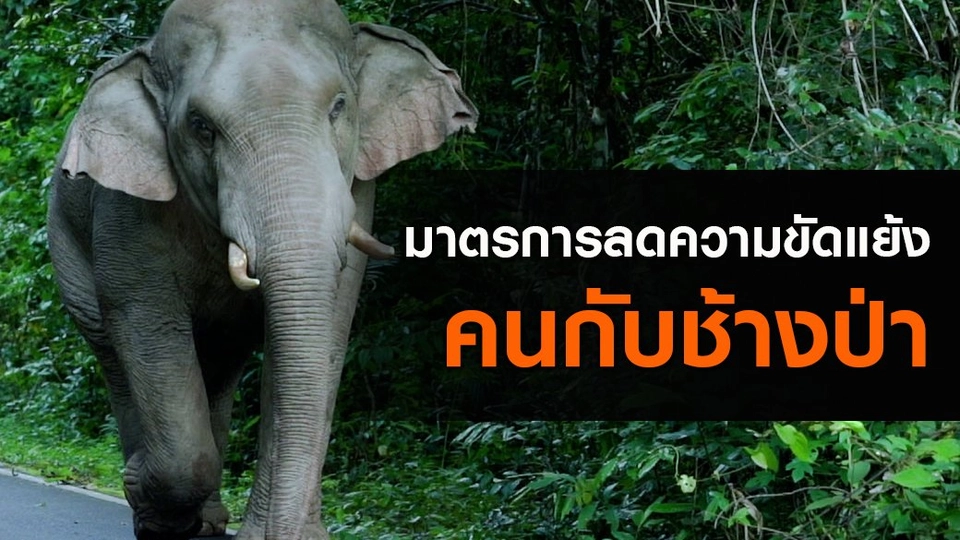 มาตรการลดความขัดแย้ง "คนกับช้างป่า"