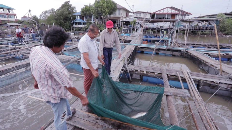 เลี้ยงปลากะพงให้รอด