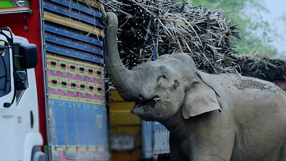 ช้างป่าดักปล้นอ้อย