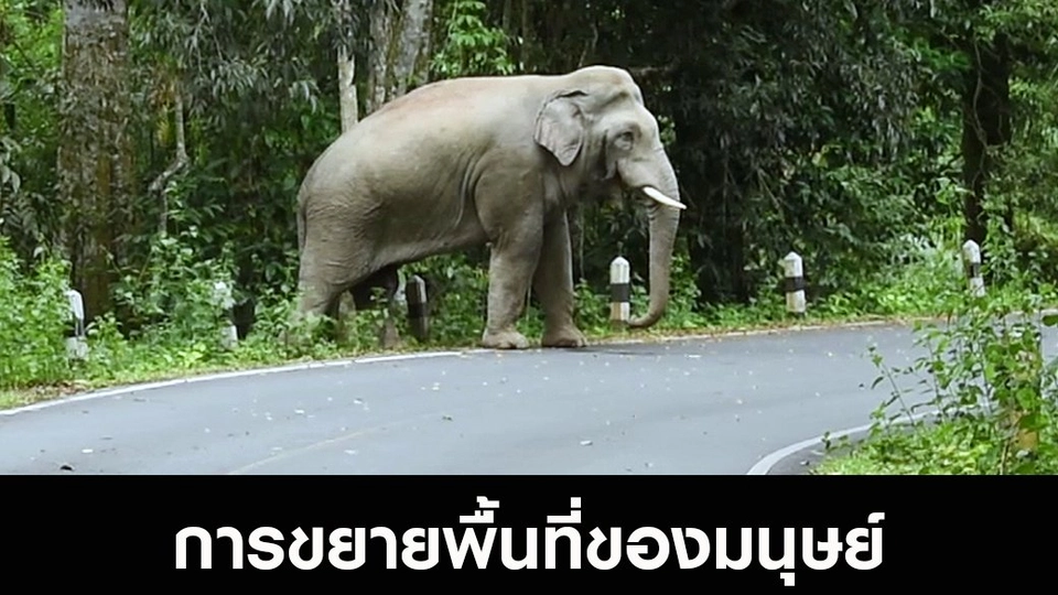 การขยายพื้นที่ของมนุษย์ ผลักดันให้ช้างป่าออกนอกป่า