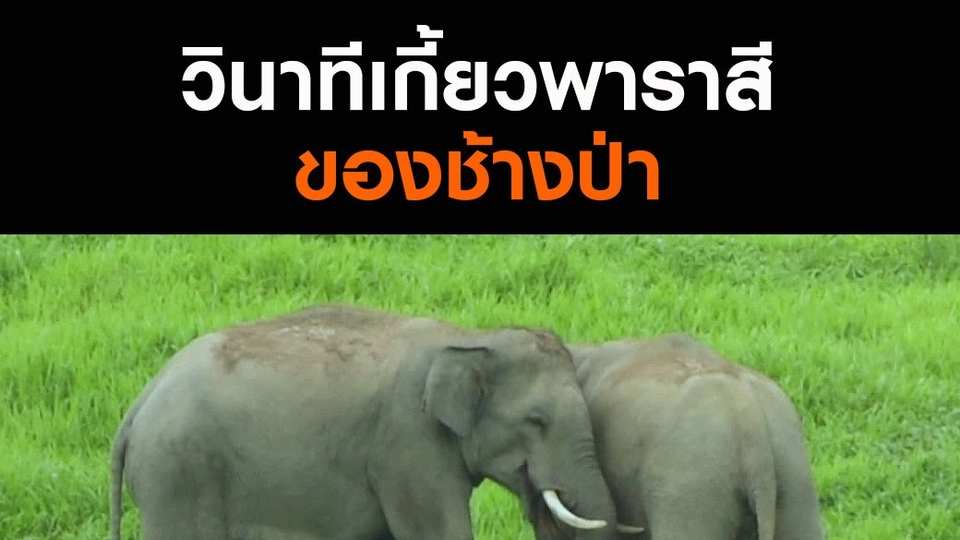 วินาทีเกี้ยวพาราสีของช้างป่า