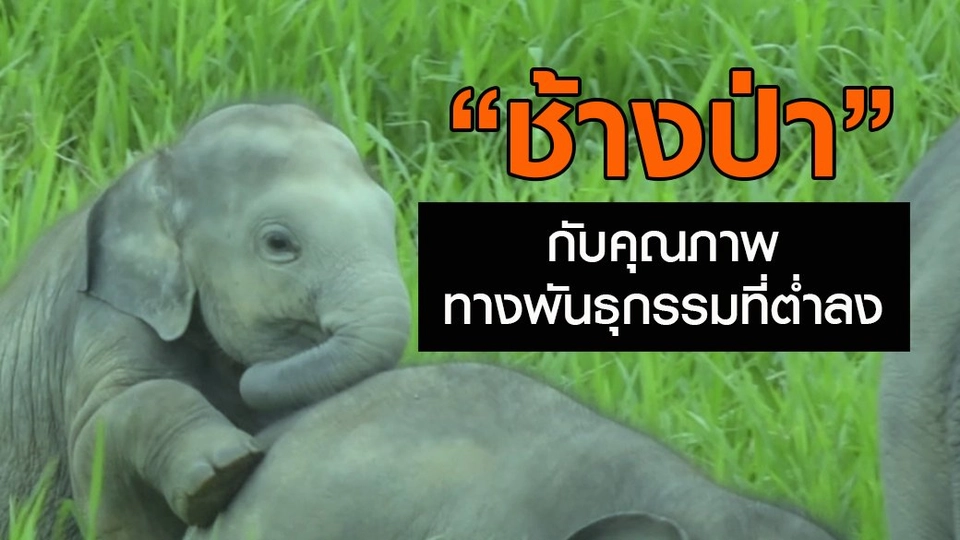 "ช้างป่า" กับคุณภาพทางพันธุกรรมที่ต่ำลง