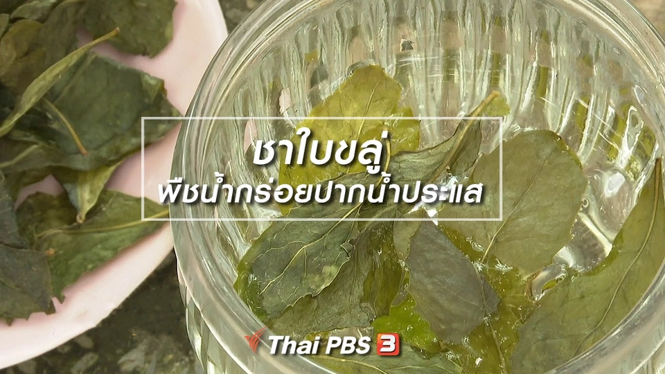 อิ่มมนต์รส : ชาใบขลู่ พืชน้ำกร่อยปากน้ำประแส