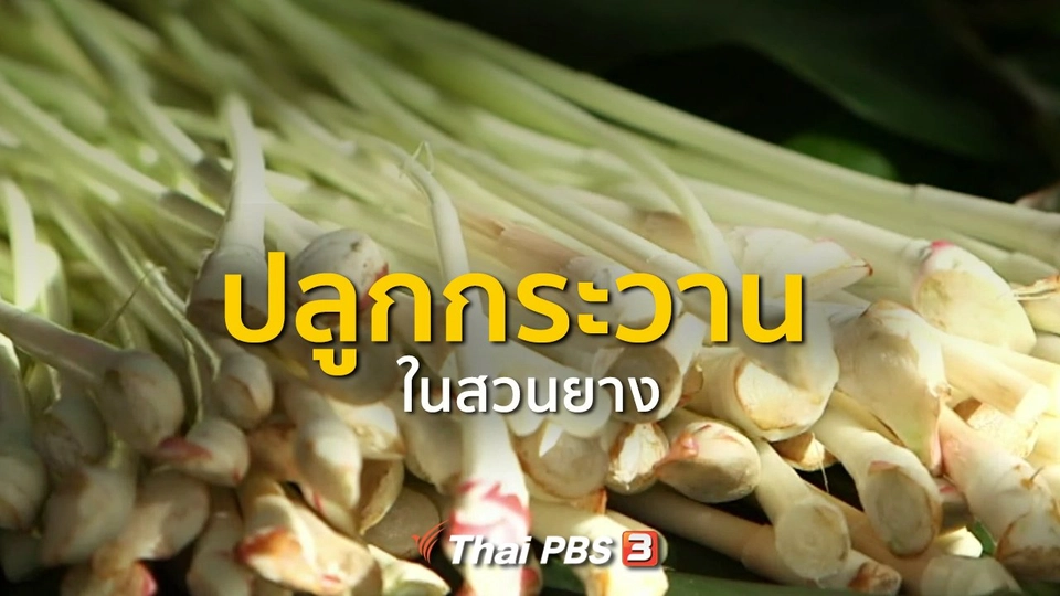 ชุมชนทั่วไทย : ปลูกกระวานในสวนยาง