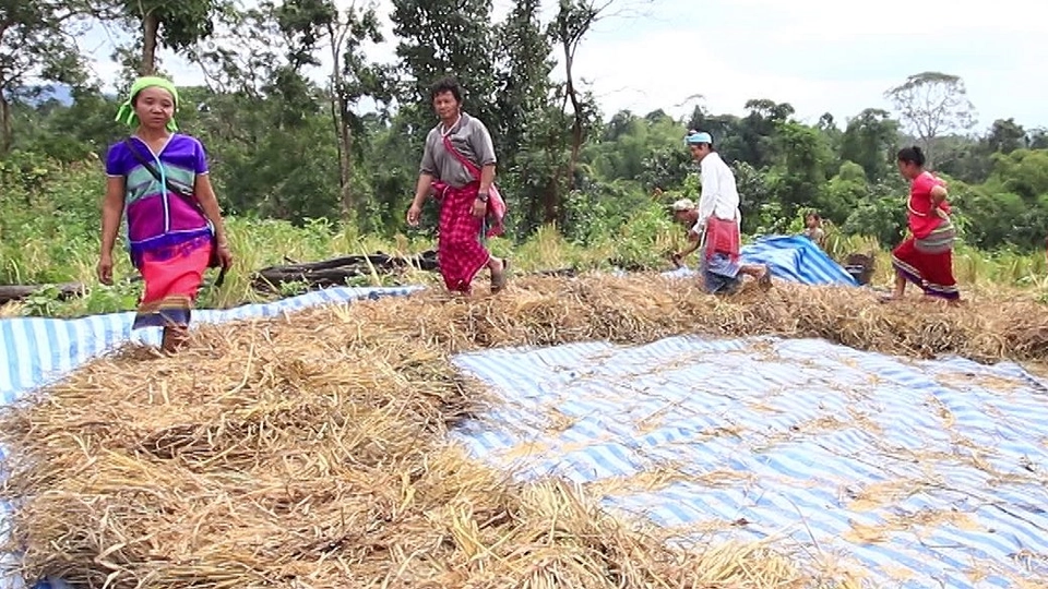 ลงแขกนวดข้าว  ด้วยแรงคนแรงควาย