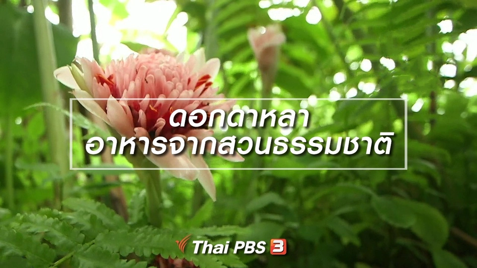 ​อิ่มมนต์รส : ดอกดาหลา อาหารจากสวนธรรมชาติ