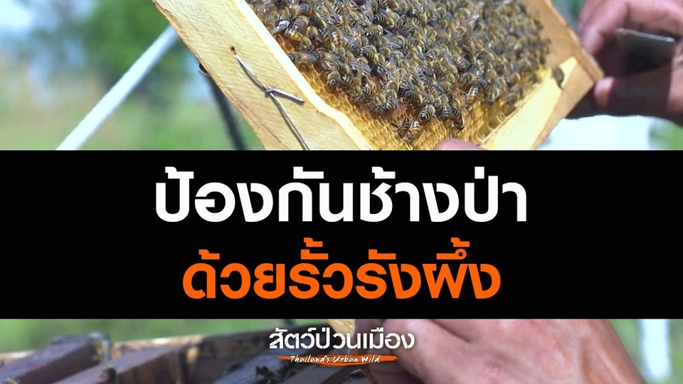 ​ป้องกันช้างป่าด้วยรั้วรังผึ้ง