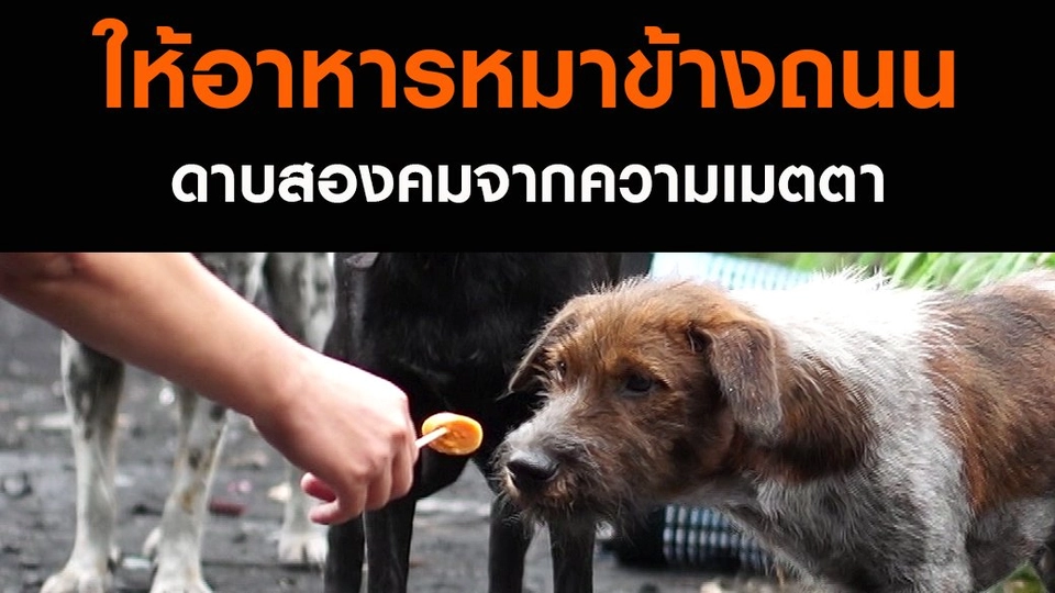 ให้อาหารหมาข้างถนน ดาบสองคมจากความเมตตา