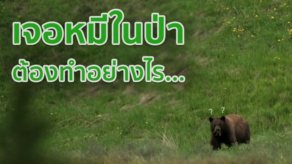 เจอหมีในป่าต้องทำอย่างไร