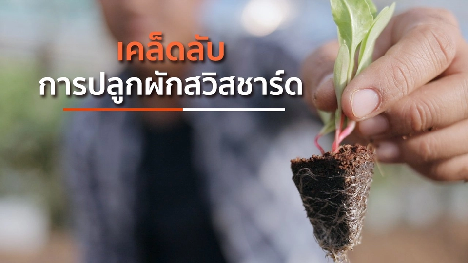 เคล็ดลับการปลูกผักสวิสชาร์ด