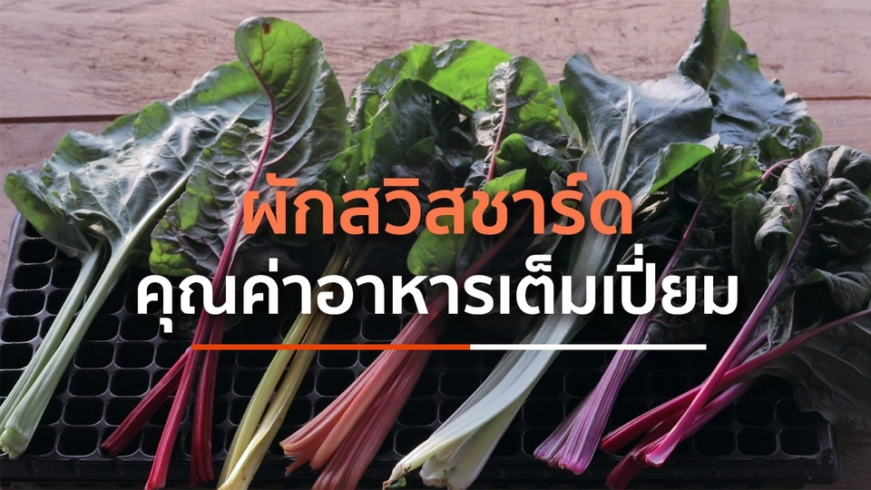 ผักสวิสชาร์ดคุณค่าอาหารเต็มเปี่ยม