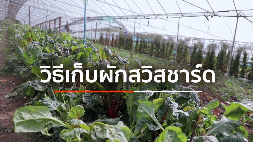 วิธีเก็บผักสวิสชาร์ด