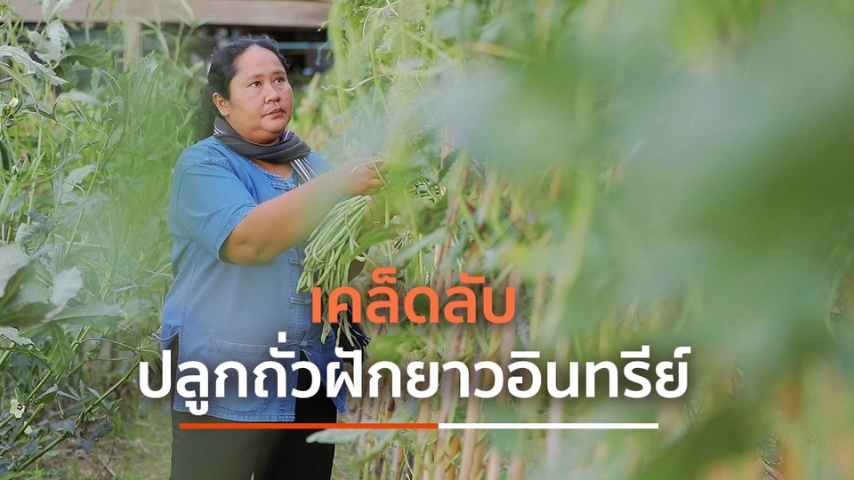 เคล็ดลับปลูกถั่วฝักยาวอินทรีย์