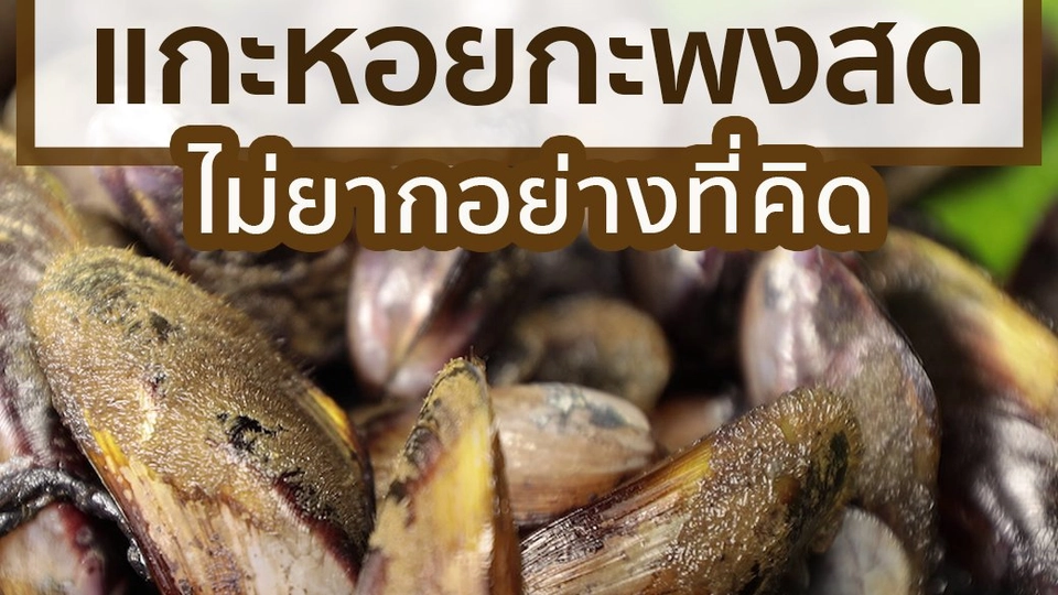 แกะหอยกะพงสด ไม่ยากอย่างที่คิด