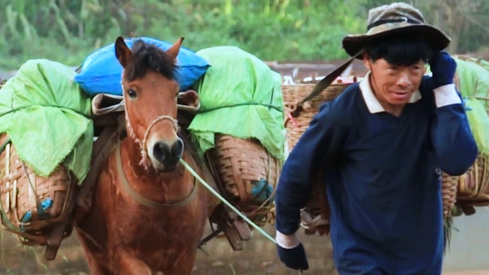 รถกระบะยังไร้ค่า เมื่อเทียบกับม้า 1 ตัว!