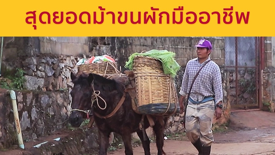 "เจ้ากาแฟ" สุดยอดม้าขนผักมืออาชีพ