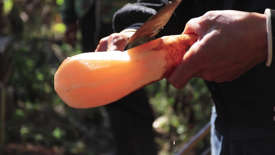 ตามไปเก็บ "บัวหิมะ" จากซอกหิน