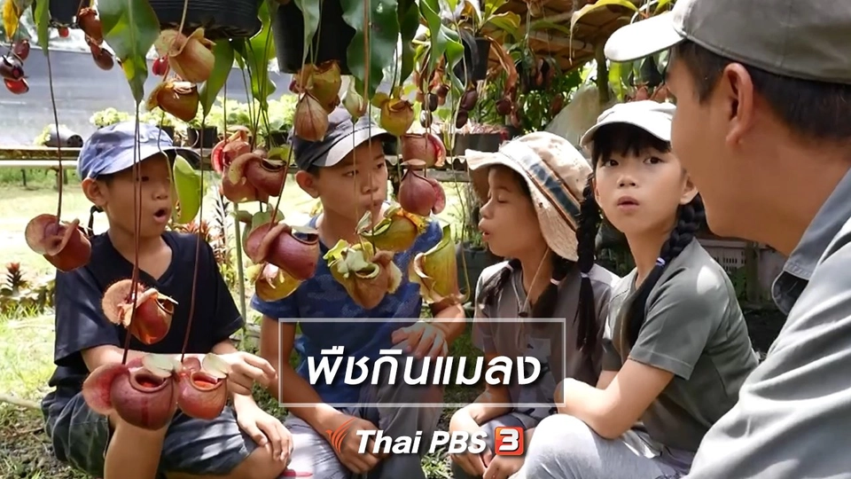 คิดส์เรียนรู้ : พืชกินแมลง