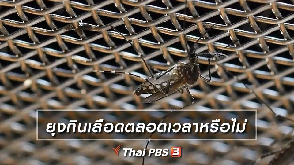 คิดส์เรียนรู้ : ยุงกินเลือดตลอดเวลาหรือไม่