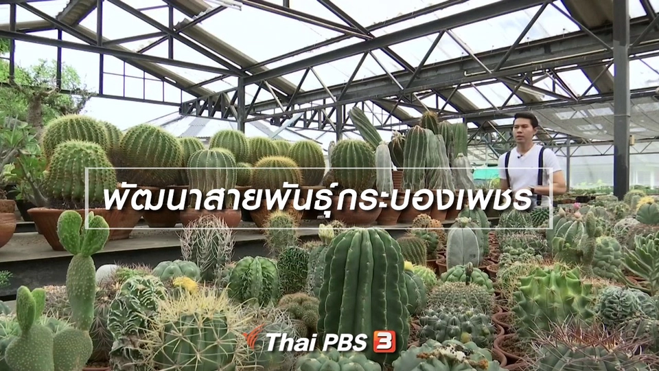 ​ตะลุยทั่วไทย : พัฒนาสายพันธุ์กระบองเพชร