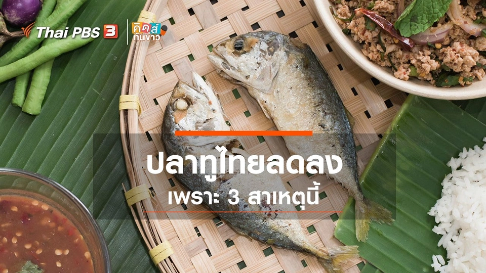 3 สาเหตุที่ปลาทูไทยลดลง