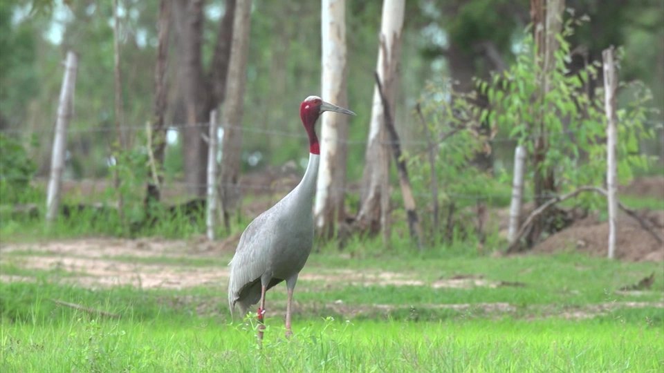 ผสมเทียมนกกระเรียนพันธุ์ไทย ไม่ใช่เรื่องง่าย!