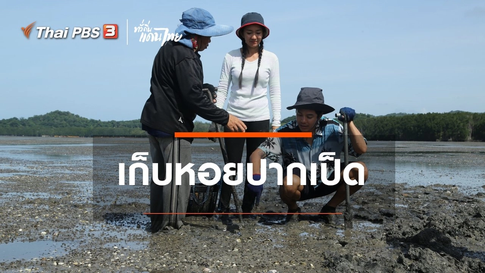 เรียนรู้วิถีไทย : เก็บหอยปากเป็ด