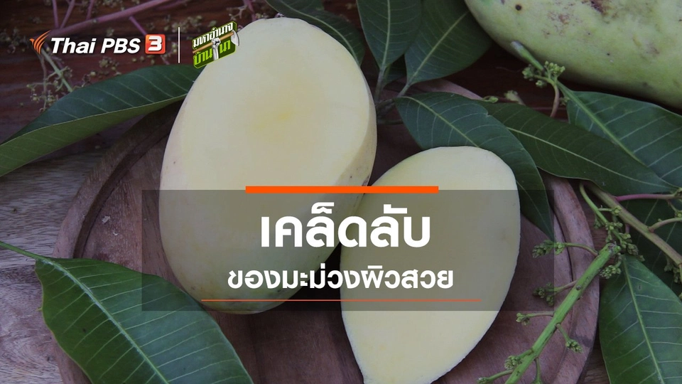 เคล็ดลับของมะม่วงผิวสวย