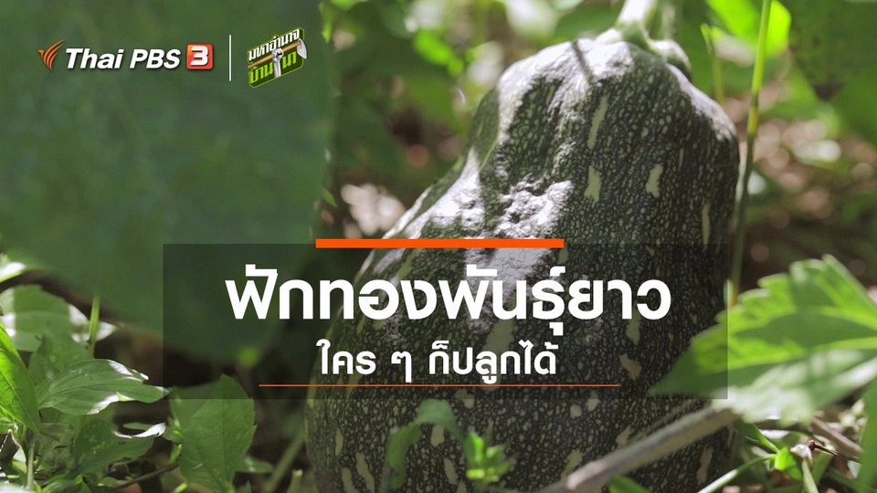 ฟักทองพันธุ์ยาว ใคร ๆ ก็ปลูกได้