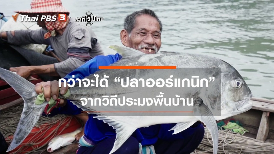 กว่าจะได้ "ปลาออร์แกนิก" จากวิถีประมงพื้นบ้าน
