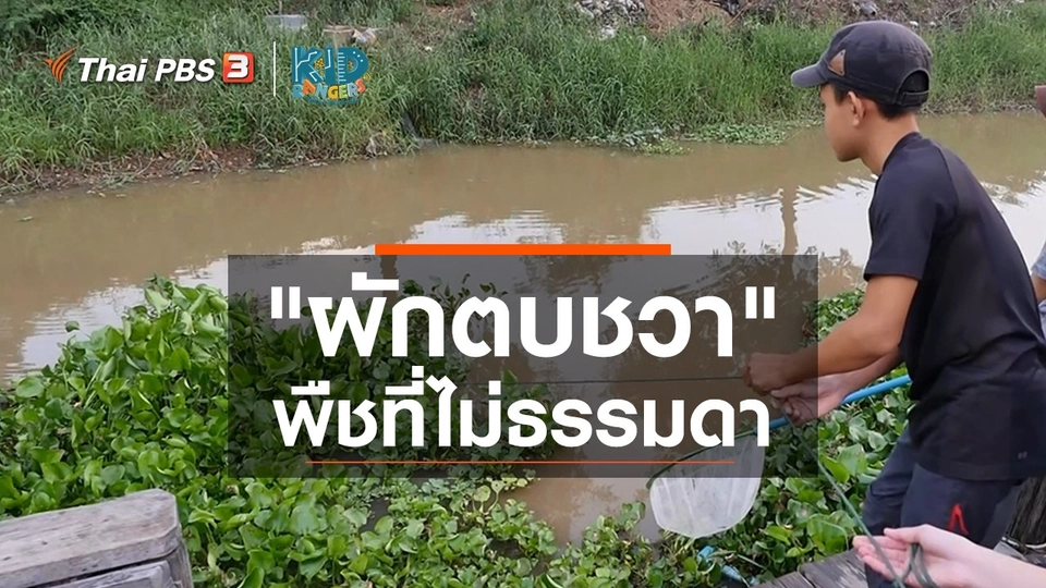 ​คิดส์เรียนรู้ : "ผักตบชวา" พืชที่ไม่ธรรมดา