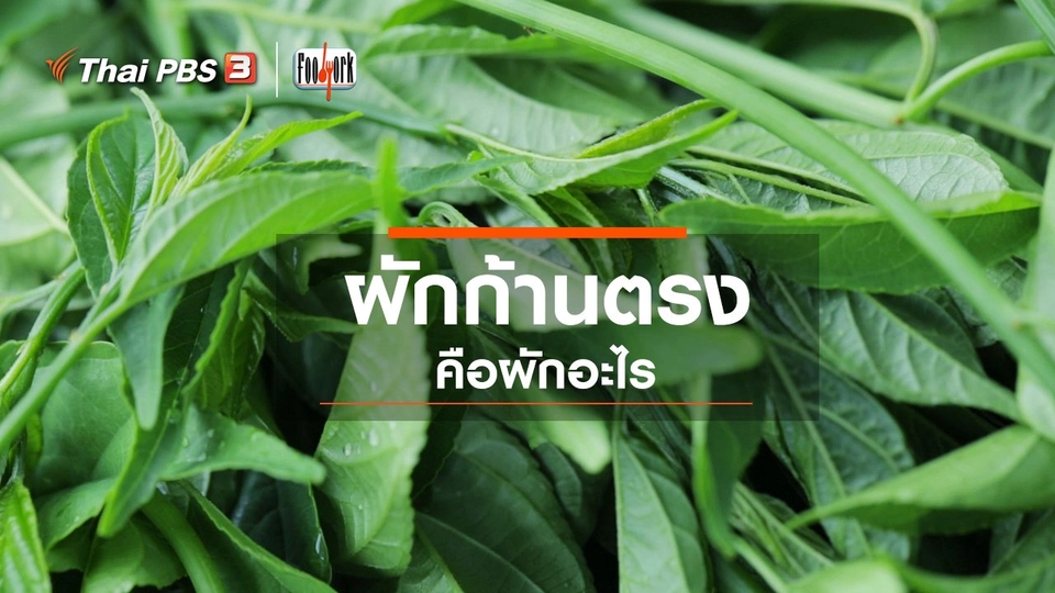 ผักก้านตรงคือผักอะไร