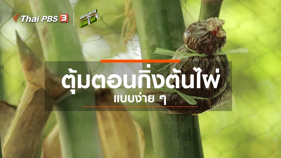 ตุ้มตอนกิ่งต้นไผ่แบบง่าย ๆ