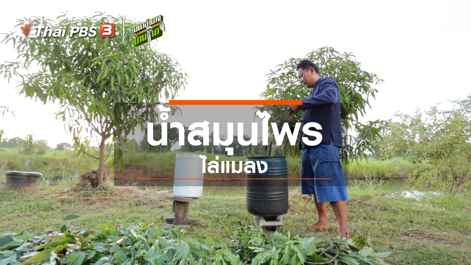 สูตรลับฉบับบ้านนา : น้ำสมุนไพรไล่แมลง
