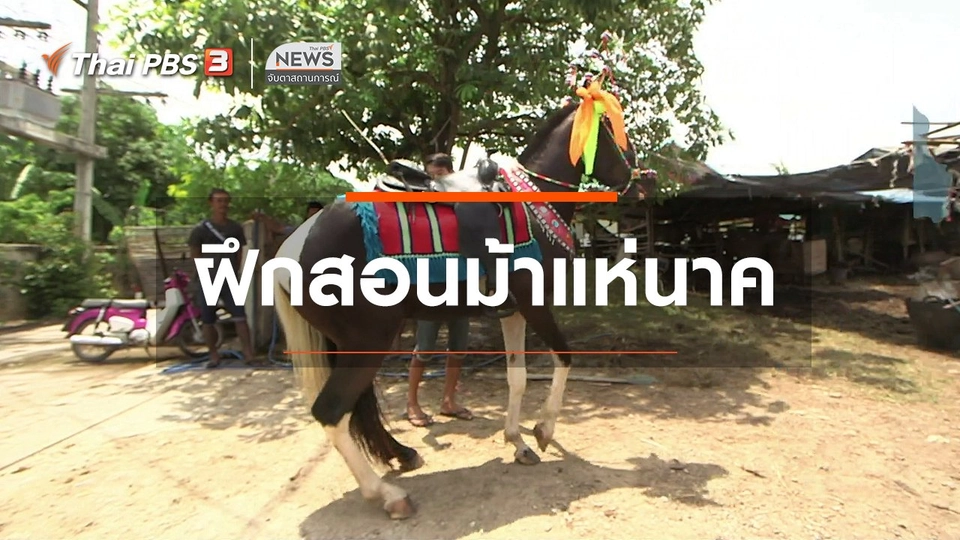 ตะลุยทั่วไทย : ฝึกสอนม้าแห่นาค