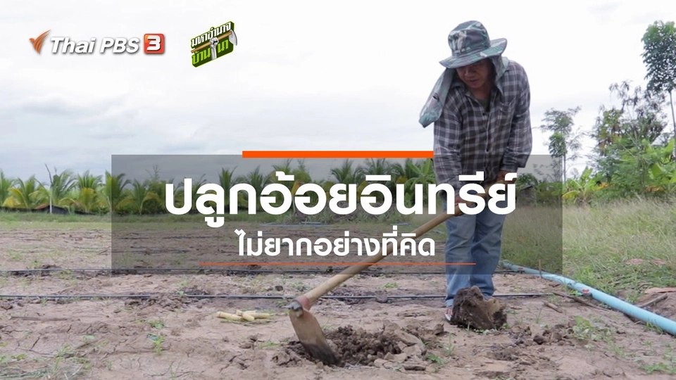 ปลูกอ้อยอินทรีย์ ไม่ยากอย่างที่คิด