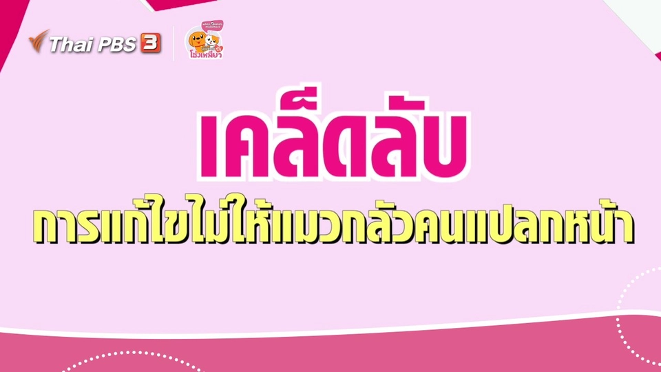 เคล็ดไม่ลับดูแลโฮ่งเหมียว : เคล็ดลับการแก้ไขไม่ให้แมวกลัวคนแปลกหน้า