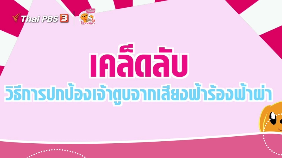 ​เคล็ดไม่ลับดูแลโฮ่งเหมียว : ปกป้องเจ้าตูบจากเสียงฟ้าร้องฟ้าผ่า