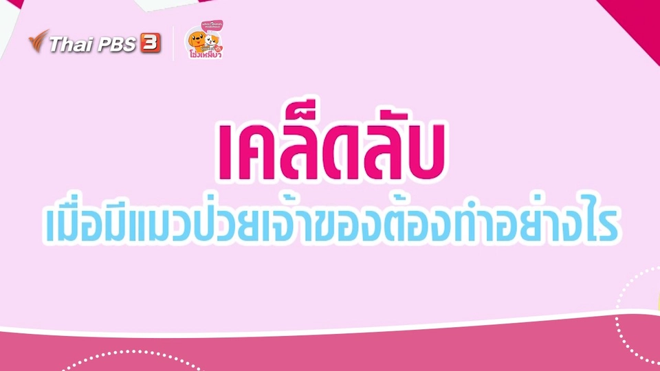 เคล็ดไม่ลับดูแลโฮ่งเหมียว : เคล็ดลับเมื่อมีแมวป่วยเจ้าของต้องทำอย่างไร