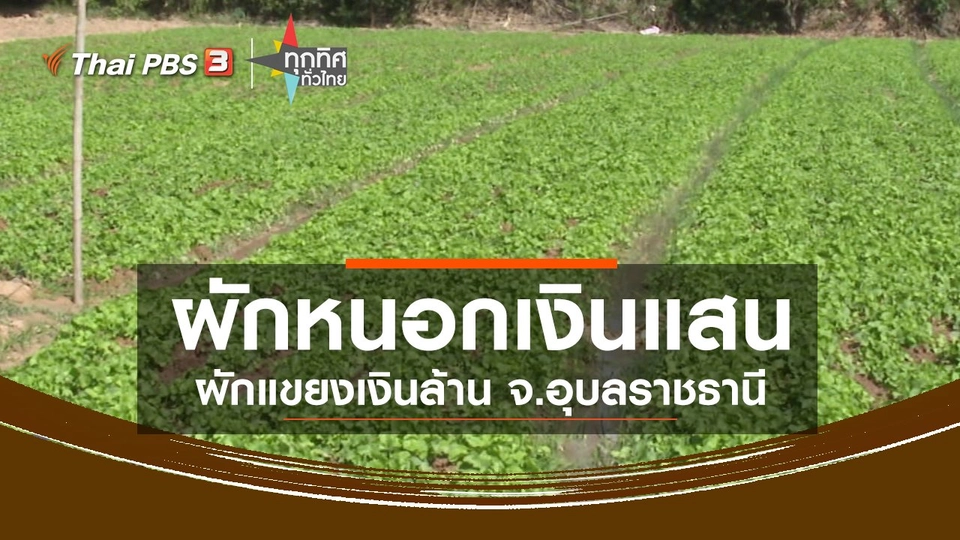 อาชีพทั่วไทย : ผักหนอกเงินแสน ผักแขยงเงินล้าน จ.อุบลราชธานี