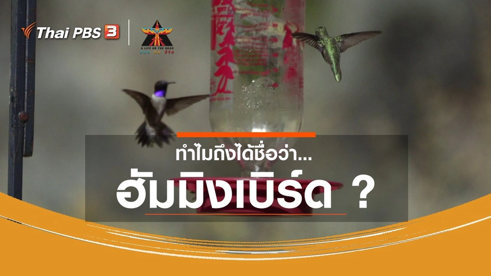 เรื่องเล่าการเดินทาง : ทำไมถึงได้ชื่อว่า... ฮัมมิงเบิร์ด ?