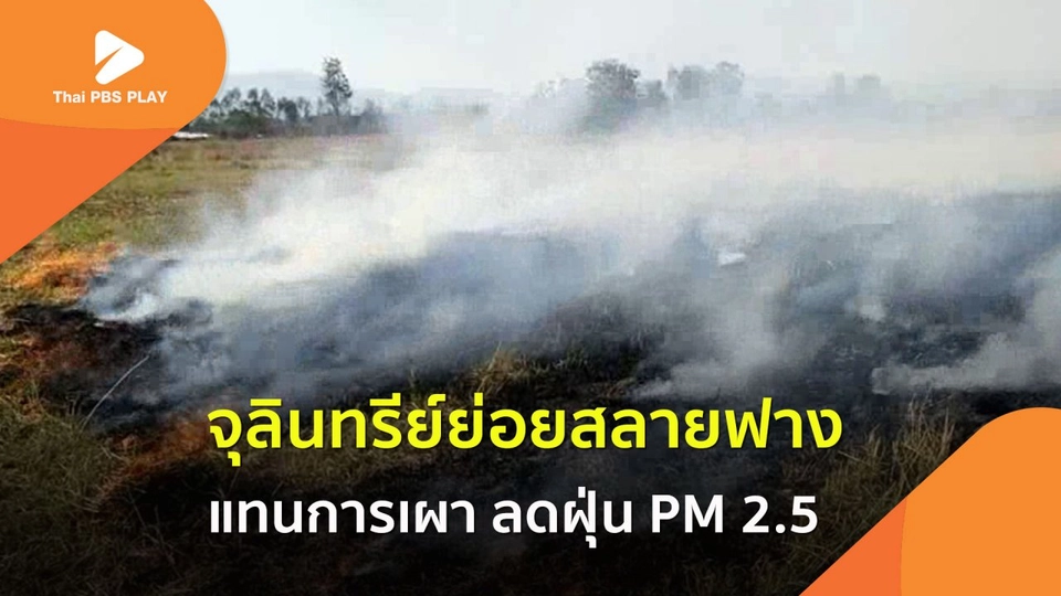 จุลินทรีย์ย่อยสลายฟาง-ตอซัง แทนการเผา